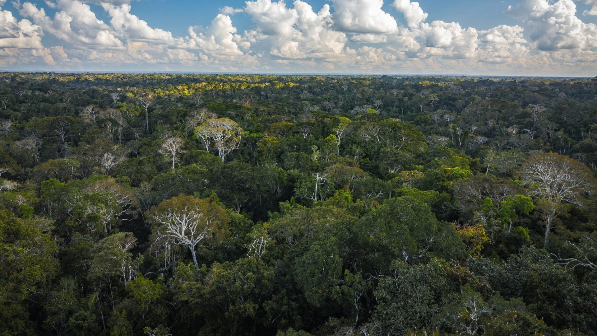 Paisagem de floresta amazônica manejada