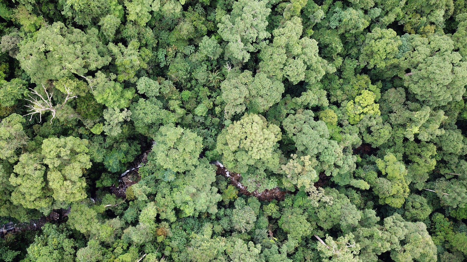 Vista da Fazenda Planalto, propriedade particular em Almeirim/PA