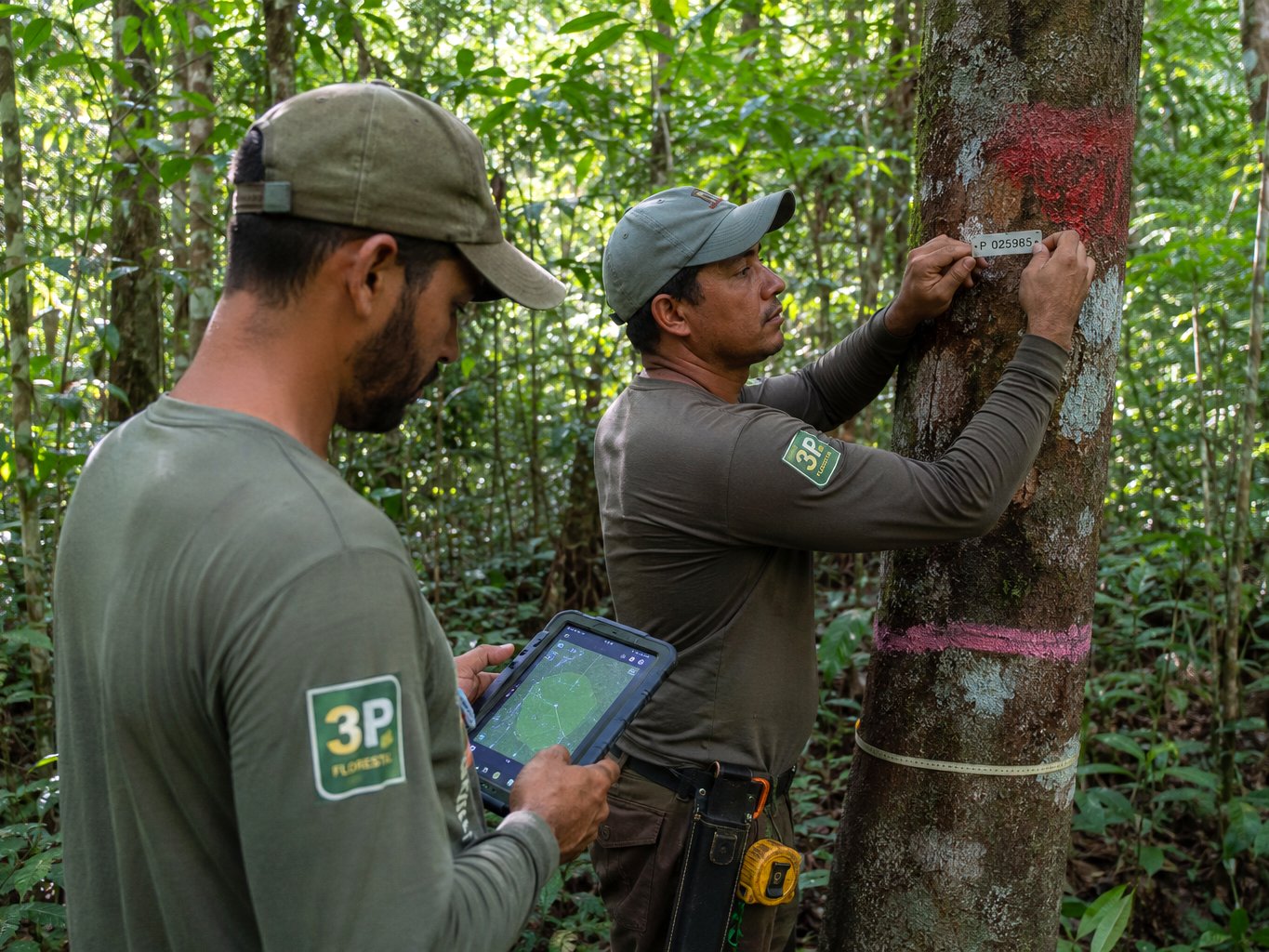 Technician attaching a traceability tag to an inventoried tree