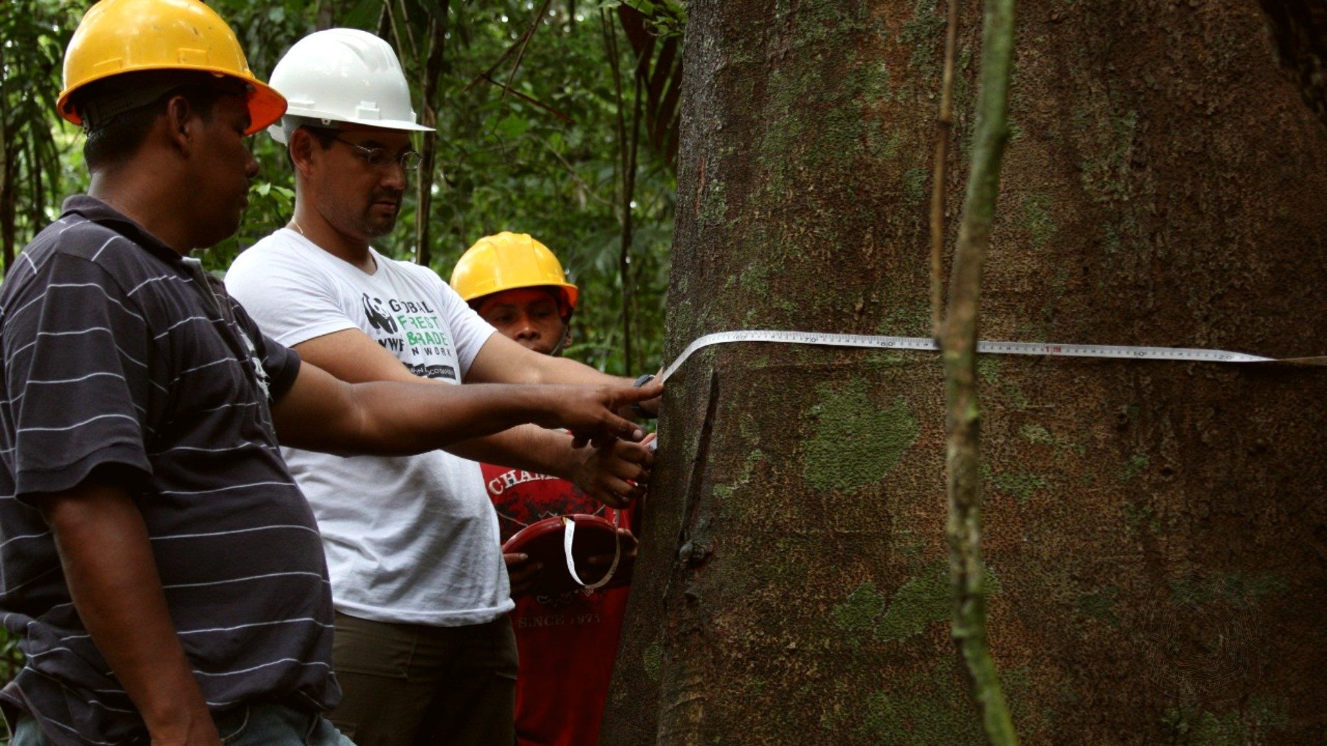 Floresta amazônica e operação de manejo florestal