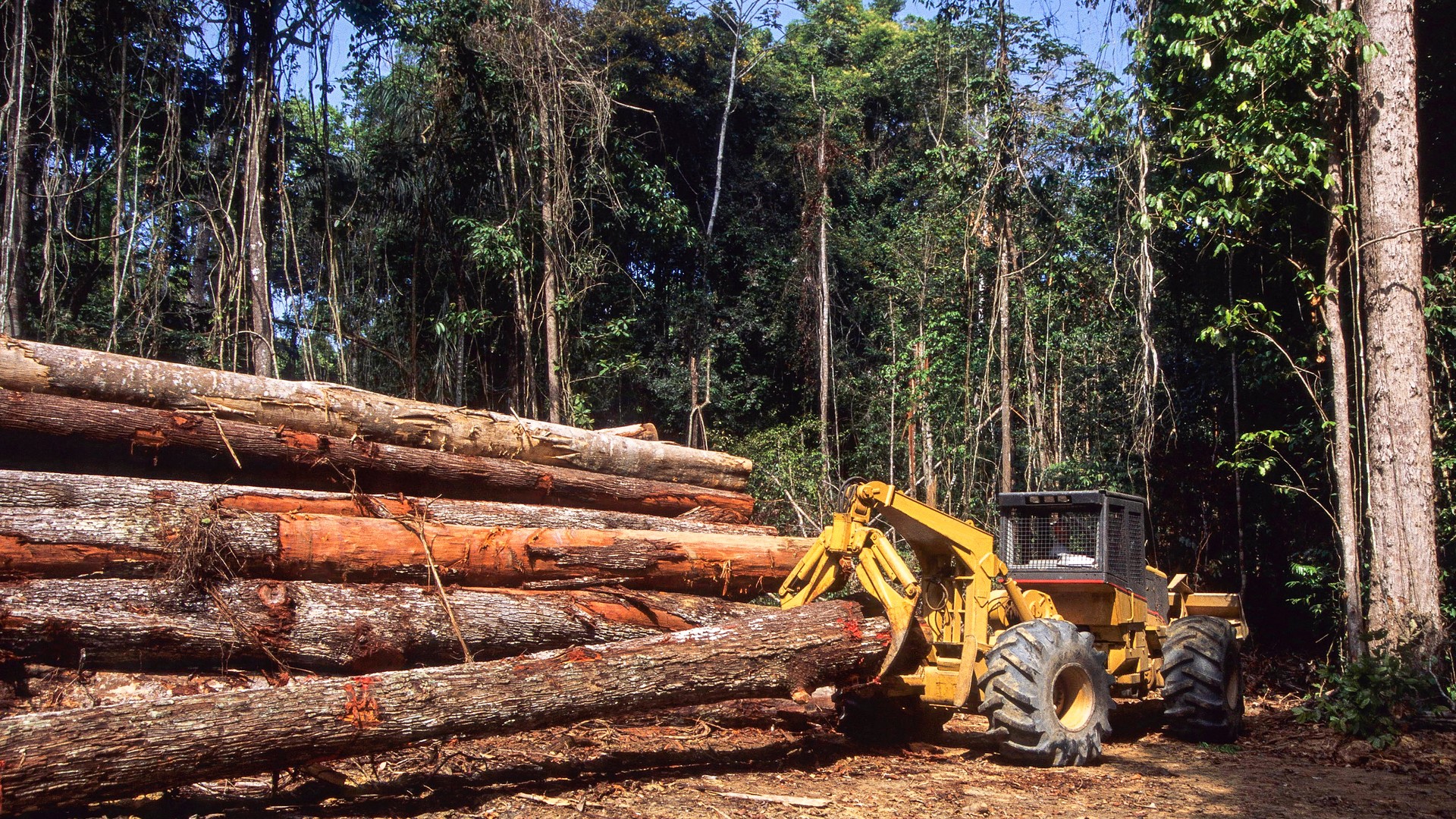 Toras de madeira nativa em pátio de manejo florestal