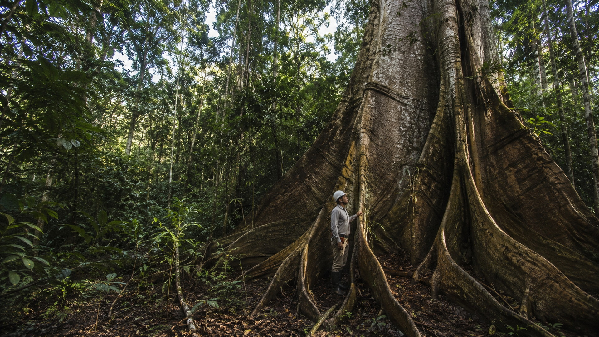 Monumental preserved tree in the Amazon rainforest with a forestry technician at its base